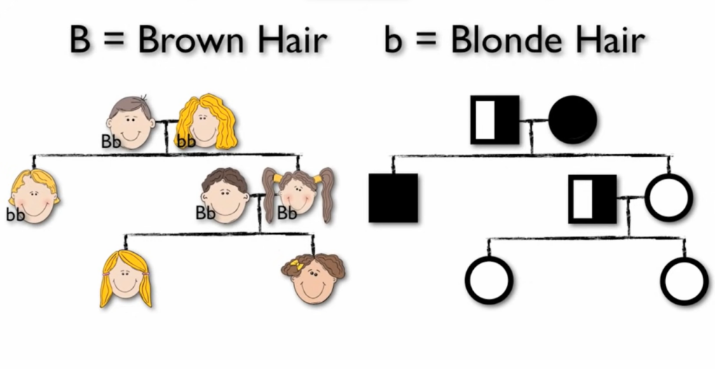 genealogy tree - icons of man and woman and words brown hair and blonde hair above it